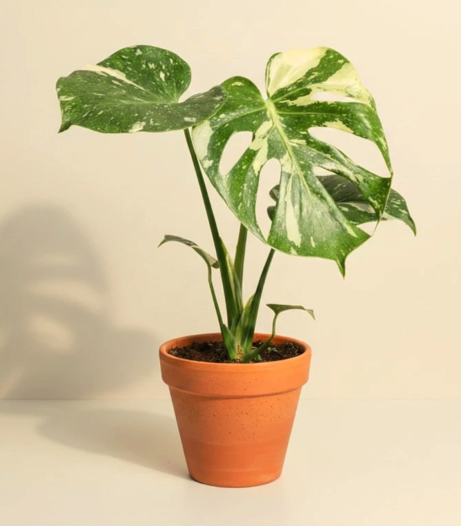 monstera deliciosa thai